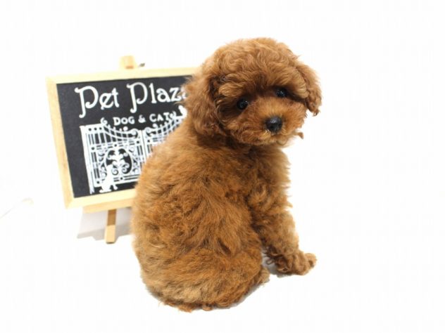 兵庫県のトイプードル(トイ) (アミーゴつかしん店/2024年5月13日生まれ/女の子/レッド)の子犬