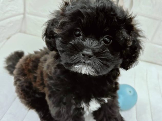 石川県のハーフ犬・ミックス犬 (アミーゴ金沢有松店/2024年5月5日生まれ/女の子/ブラック)の子犬