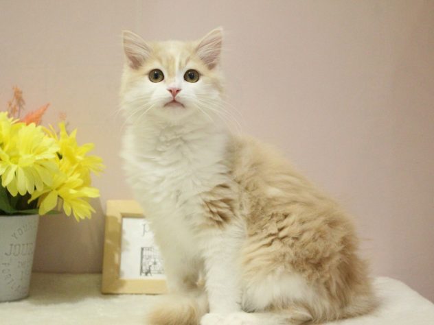 兵庫県のサイベリアン (アミーゴ魚住店/2024年2月27日生まれ/男の子/クリームタビーホワイト)の子猫
