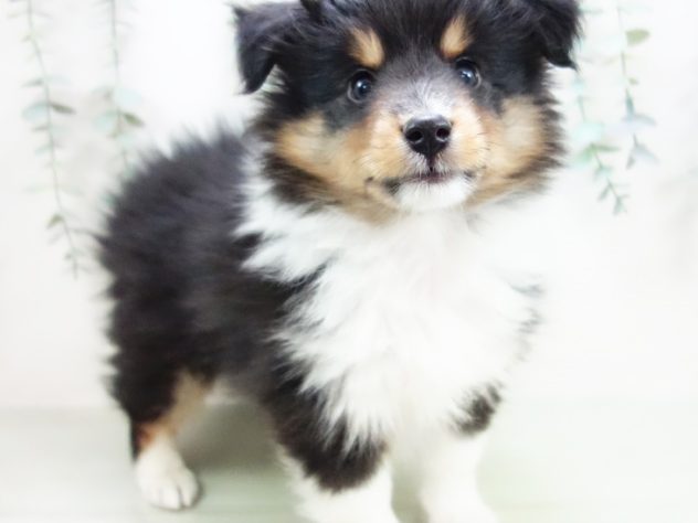 愛知県のシェットランドシープドッグ (アミーゴ千音寺店/2024年4月29日生まれ/男の子/ブラックタンホワイト)の子犬