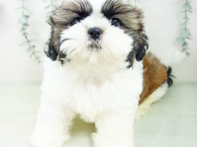 愛知県のシーズー (アミーゴ豊橋牧野店/2024年4月10日生まれ/女の子/ゴールドホワイト)の子犬
