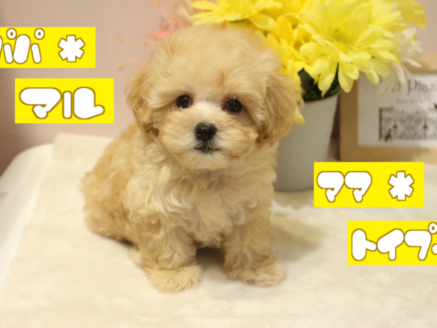 兵庫県のハーフ犬・ミックス犬 (アミーゴ魚住店/2024年5月30日生まれ/女の子/クリーム)の子犬