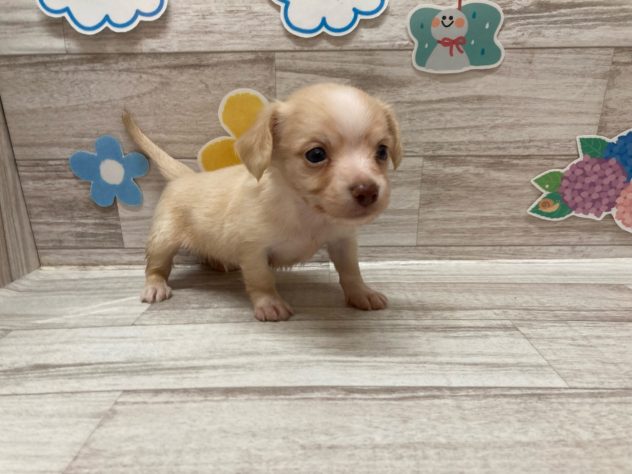 秋田県のハーフ犬・ミックス犬 (アミーゴ横手店/2024年5月2日生まれ/男の子/ゴールドホワイト)の子犬