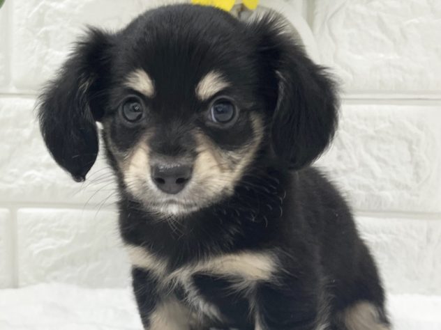 石川県のハーフ犬・ミックス犬 (アミーゴ金沢有松店/2024年4月29日生まれ/男の子/ブラックイエロー)の子犬