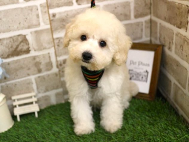 兵庫県のトイプードル(トイ) (アミーゴ神戸西店/2024年4月22日生まれ/男の子/ホワイト)の子犬