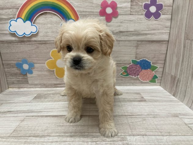秋田県のハーフ犬・ミックス犬 (アミーゴ横手店/2024年5月2日生まれ/女の子/クリーム)の子犬