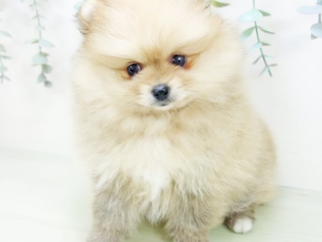 愛知県のポメラニアン (アミーゴ豊橋牧野店/2024年3月20日生まれ/女の子/クリームセーブル)の子犬