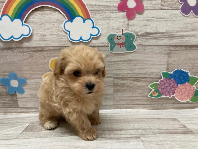 秋田県のハーフ犬・ミックス犬 (アミーゴ横手店/2024年5月2日生まれ/男の子/アプリコット)の子犬