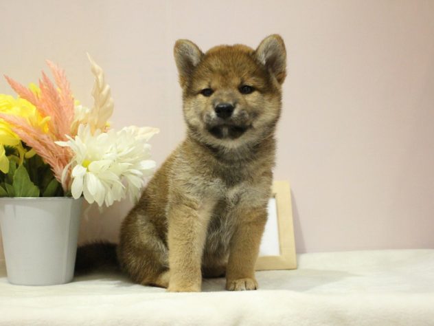 兵庫県の柴犬(標準サイズ) (アミーゴ魚住店/2024年5月15日生まれ/男の子/赤)の子犬