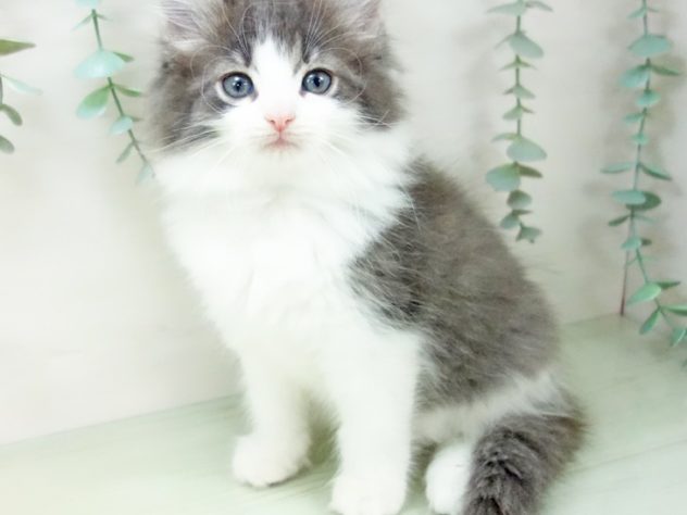 愛知県のノルウェージャンフォレストキャット (アミーゴみなと店/2024年5月24日生まれ/女の子/ブルータビーホワイト)の子猫