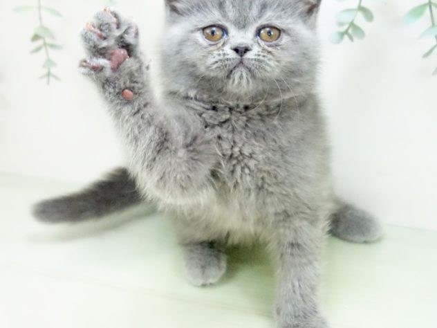 愛知県のエキゾチック (アミーゴ千音寺店/2024年5月2日生まれ/女の子/ブルータビー)の子猫