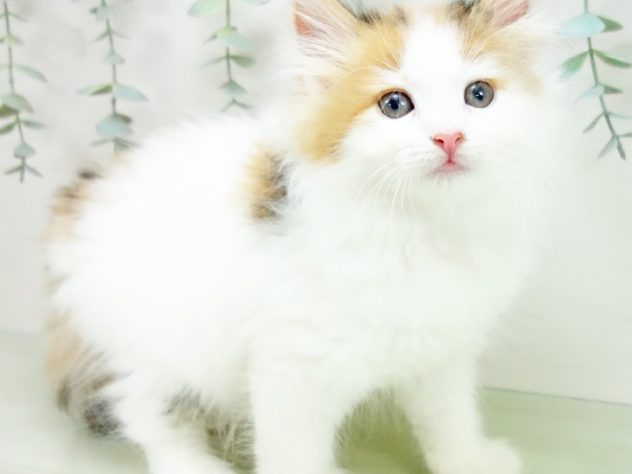 愛知県のノルウェージャンフォレストキャット (アミーゴ千音寺店/2024年4月8日生まれ/女の子/ブラウンパッチドタビーホワイト)の子猫