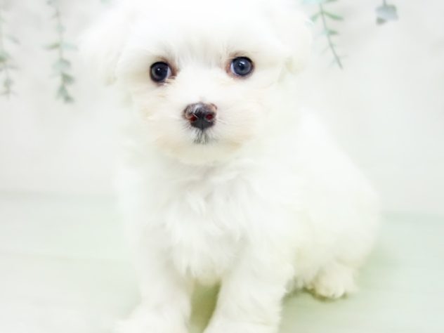愛知県のマルチーズ (アミーゴ千音寺店/2024年5月20日生まれ/女の子/ホワイト)の子犬