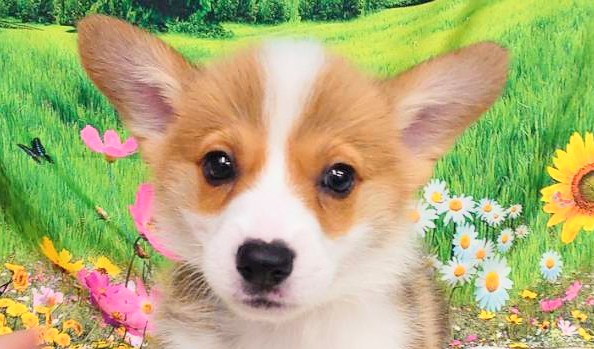 和歌山県のウェルシュコーギーペンブローク (アミーゴ和歌山太田店/2024年6月3日生まれ/男の子/ホワイトレッド)の子犬