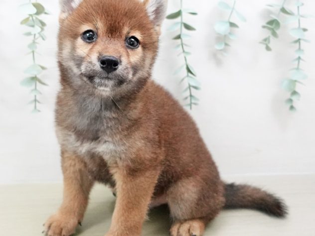 福島県の柴犬(標準サイズ) (アミーゴ福島西店/2024年6月18日生まれ/男の子/赤)の子犬