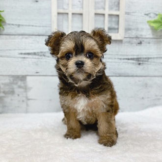 石川県のハーフ犬・ミックス犬 (アミーゴ金沢おこばた店/2024年6月15日生まれ/男の子/レッドホワイト)の子犬