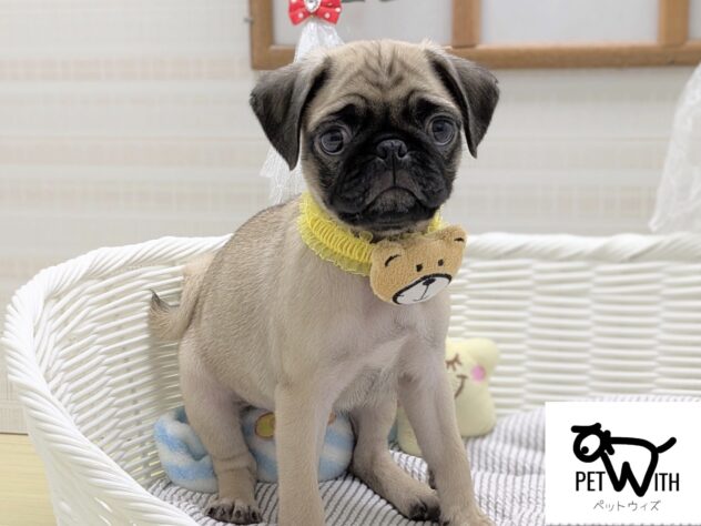 福島県のパグ (アミーゴ会津若松店/2024年6月20日生まれ/男の子/フォーン)の子犬