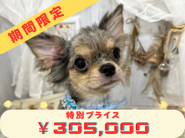 香川県のチワワ(ロング) (アミーゴ屋島店/2024年4月16日生まれ/男の子/ブルーマールタン)の子犬