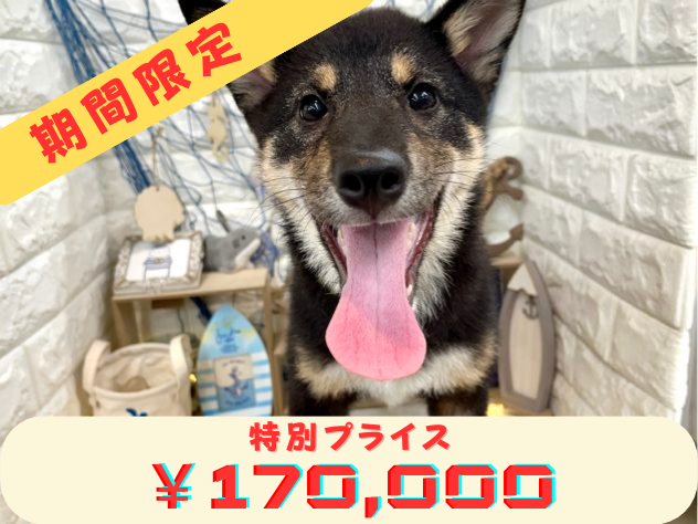 兵庫県の柴犬(標準サイズ) (アミーゴ姫路花田店/2024年4月4日生まれ/男の子/黒)の子犬