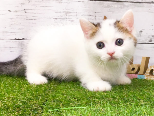 愛知県のマンチカン (アミーゴ知立店/2024年6月22日生まれ/男の子/ブラウンタビーホワイト)の子猫