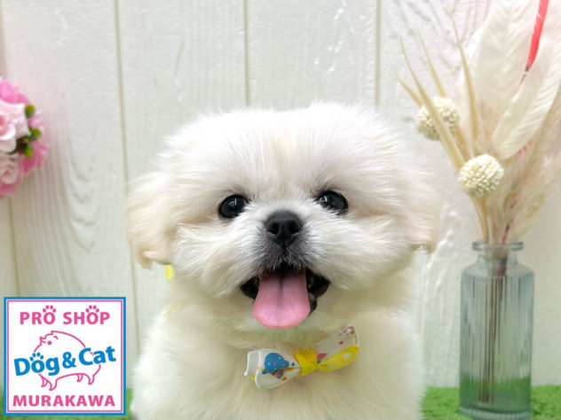 広島県のハーフ犬・ミックス犬 (アミーゴ大町店/2024年5月28日生まれ/女の子/ホワイト)の子犬