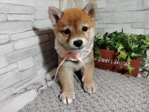 愛媛県の豆柴 (アミーゴ松山久米店/2024年6月9日生まれ/女の子/赤)の子犬