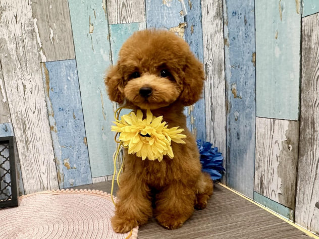 岡山県のトイプードル(トイ) (アミーゴ岡南店/2024年5月2日生まれ/男の子/レッドフォーン)の子犬