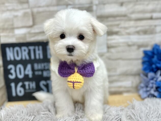 岡山県のハーフ犬・ミックス犬 (アミーゴ岡南店/2024年6月19日生まれ/男の子/ホワイト)の子犬