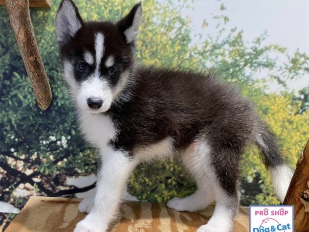 広島県のハーフ犬・ミックス犬 (アミーゴ温品店/2024年6月6日生まれ/女の子/ブラックホワイト)の子犬
