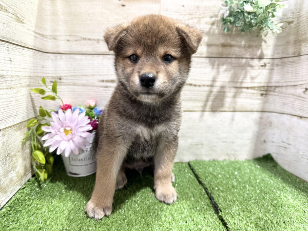 徳島県の柴犬(標準サイズ) (アミーゴ徳島沖浜店/2024年6月25日生まれ/男の子/赤)の子犬