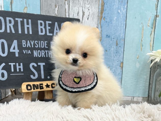 岡山県のポメラニアン (アミーゴ岡南店/2024年6月13日生まれ/男の子/パーティーカラー)の子犬