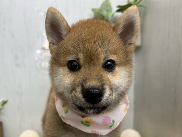 香川県の柴犬(標準サイズ) (アミーゴ高松店/2024年5月22日生まれ/女の子/赤)の子犬