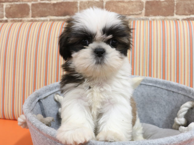 広島県のシーズー (アミーゴ西条店/2024年5月13日生まれ/女の子/ホワイトゴールド)の子犬