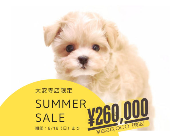 岡山県のハーフ犬・ミックス犬 (アミーゴ大安寺店/2024年6月2日生まれ/男の子/アプリコット)の子犬