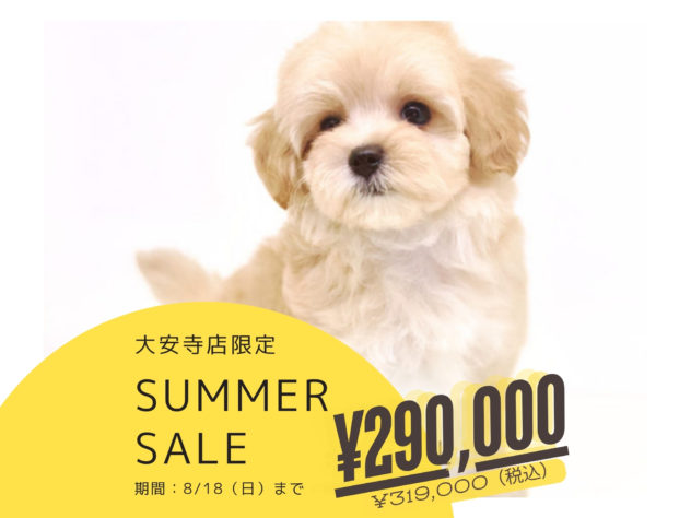 岡山県のハーフ犬・ミックス犬 (アミーゴ大安寺店/2024年5月20日生まれ/女の子/クリーム)の子犬