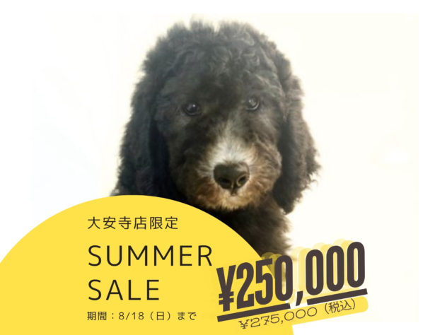 岡山県のスタンダードプードル (アミーゴ大安寺店/2024年4月21日生まれ/男の子/シルバー)の子犬