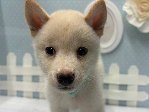 岡山県の豆柴 (アミーゴ倉敷店/2024年6月9日生まれ/男の子/白)の子犬