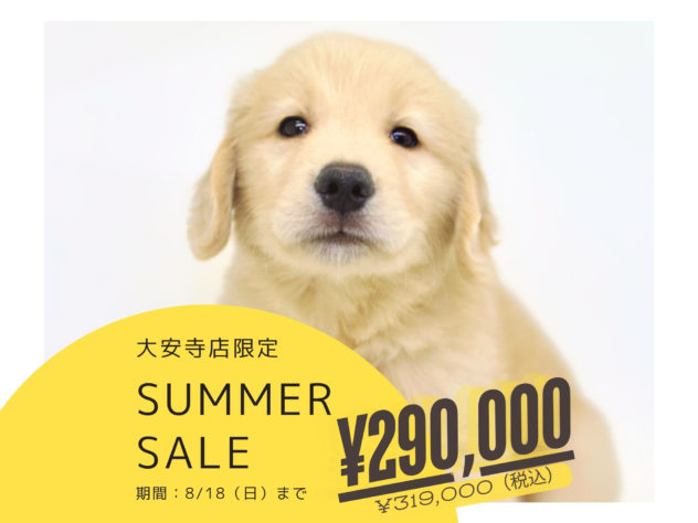 岡山県のゴールデンレトリバー (アミーゴ大安寺店/2024年6月9日生まれ/男の子/ゴールド)の子犬