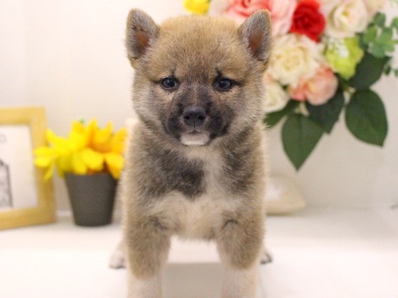 兵庫県の豆柴 (アミーゴ三田店/2024年6月9日生まれ/男の子/赤)の子犬