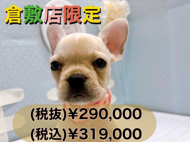 岡山県のフレンチブルドッグ (アミーゴ倉敷店/2024年6月29日生まれ/女の子/クリーム)の子犬