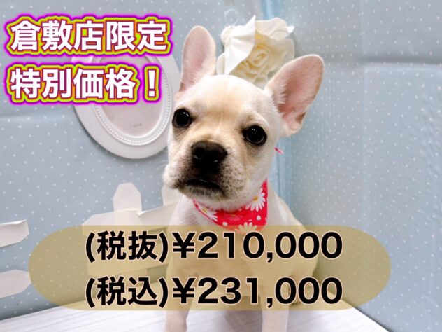 岡山県のフレンチブルドッグ (アミーゴ倉敷店/2024年6月29日生まれ/女の子/クリーム)の子犬