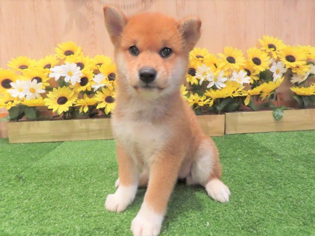 兵庫県の柴犬(標準サイズ) (アミーゴ伊丹店/2024年6月5日生まれ/女の子/赤)の子犬