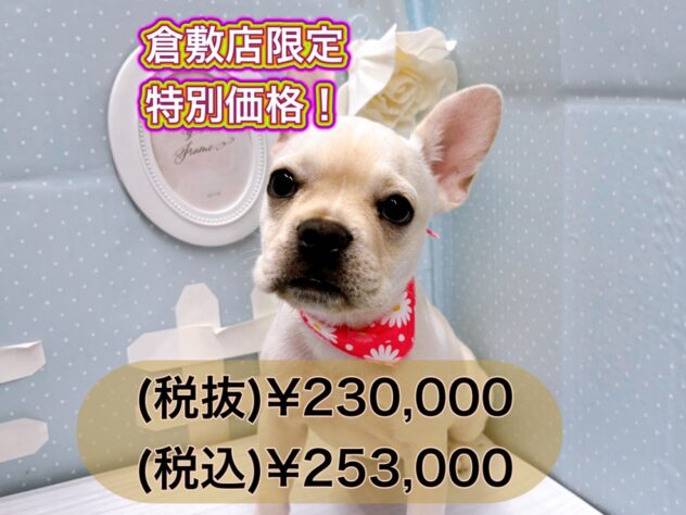 岡山県のフレンチブルドッグ (アミーゴ倉敷店/2024年6月29日生まれ/女の子/クリーム)の子犬