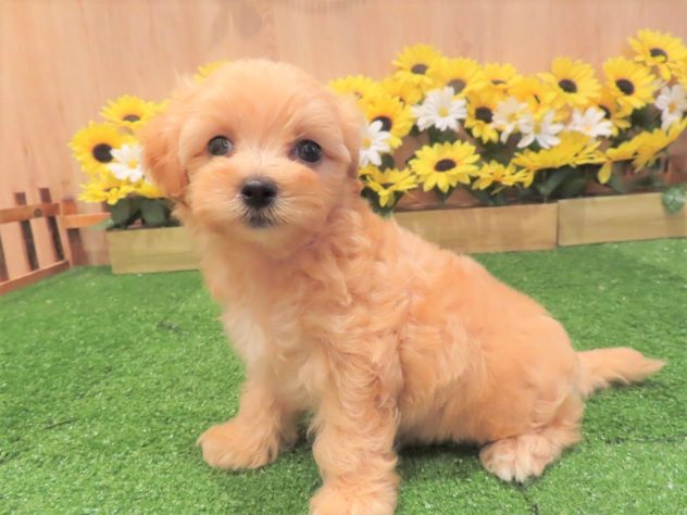 兵庫県のハーフ犬・ミックス犬 (アミーゴ伊丹店/2024年6月3日生まれ/男の子/クリーム)の子犬