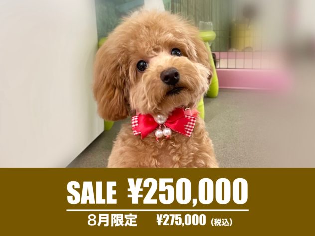 広島県のトイプードル(トイ) (アミーゴ東深津店/2023年10月8日生まれ/女の子/レッド)の子犬