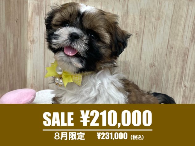 広島県のシーズー (アミーゴ東深津店/2024年4月3日生まれ/女の子/ゴールドホワイト)の子犬