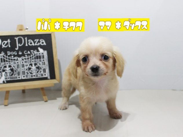 兵庫県のハーフ犬・ミックス犬 (アミーゴつかしん店/2024年6月27日生まれ/女の子/クリーム)の子犬