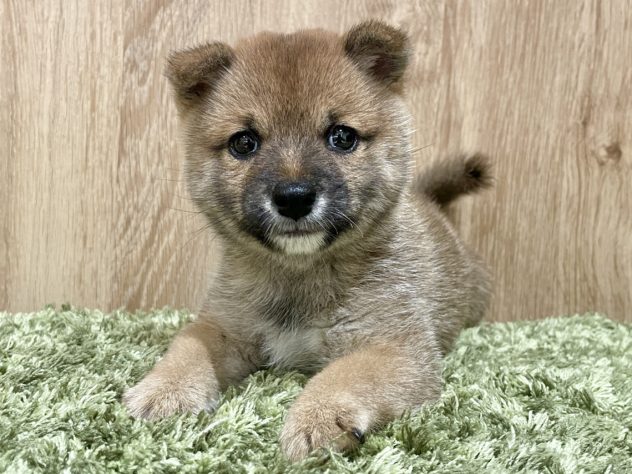 広島県の豆柴 (アミーゴ広島商工センター店/2024年5月28日生まれ/男の子/赤)の子犬