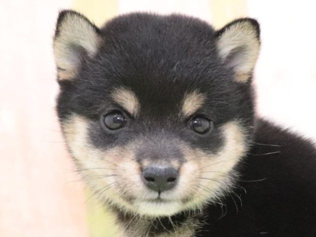 大阪府の豆柴 (アミーゴ鳳店/2024年6月16日生まれ/女の子/黒)の子犬