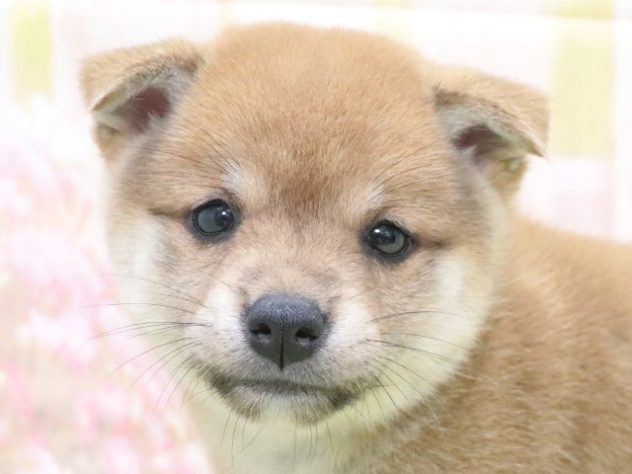 大阪府の豆柴 (アミーゴ鳳店/2024年6月15日生まれ/女の子/赤)の子犬